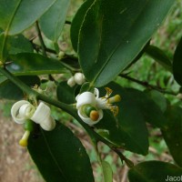Citrus maxima (Burm.) Merr.
